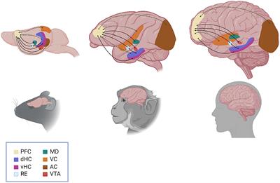 The “psychiatric” neuron: the psychic neuron of the cerebral cortex, revisited